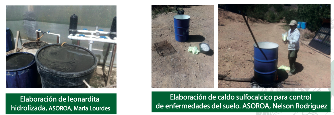 Trabajo de recuperación de cultivos de tomate asociaciones ASOROA - ASOGROPETIN